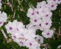 ipomea macrorhiza 8-10.jpg